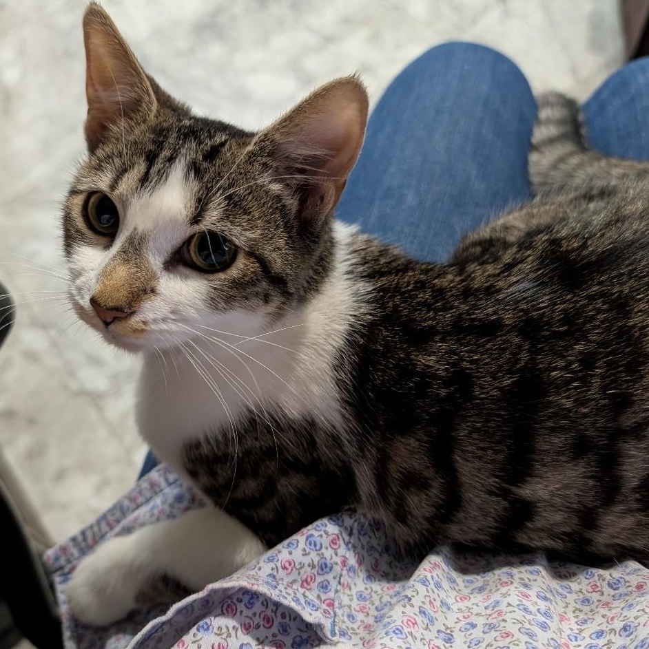 Bonnie, ADOPTABLE, Kitten Female Domestic Short Hair.