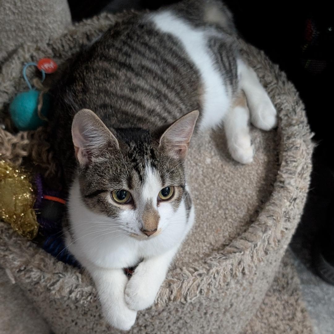 Enlarge Bonnie, a ADOPTABLE Domestic Short Hair in Reisterstown, MD image 2/6