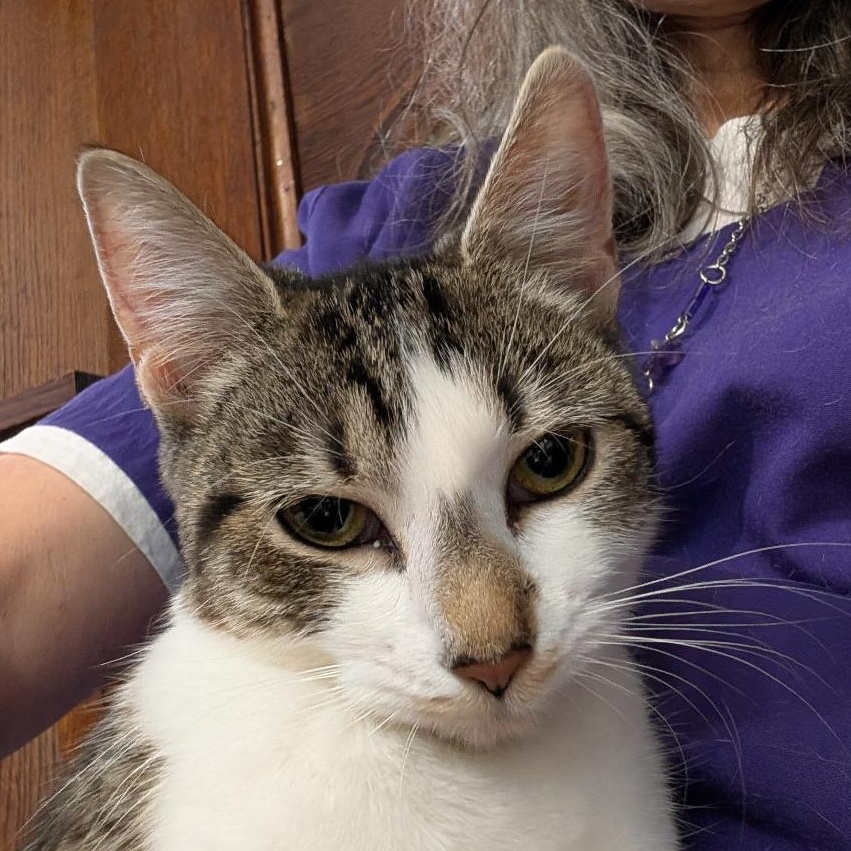 Enlarge Bonnie, a ADOPTABLE Domestic Short Hair in Reisterstown, MD image 2/6