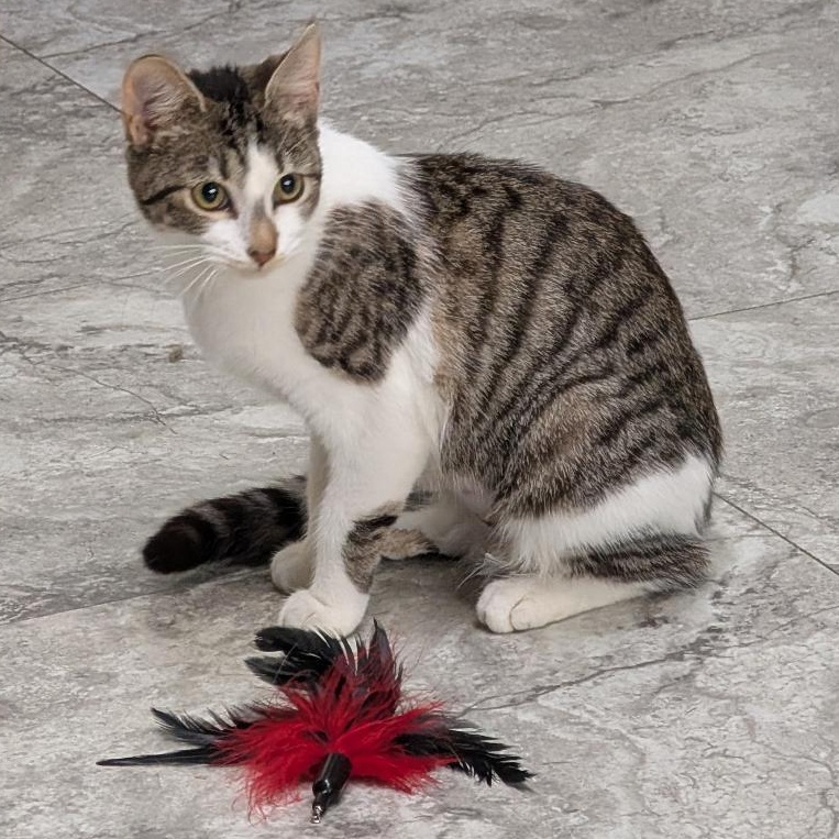 Enlarge Bonnie, a ADOPTABLE Domestic Short Hair in Reisterstown, MD image 3/6