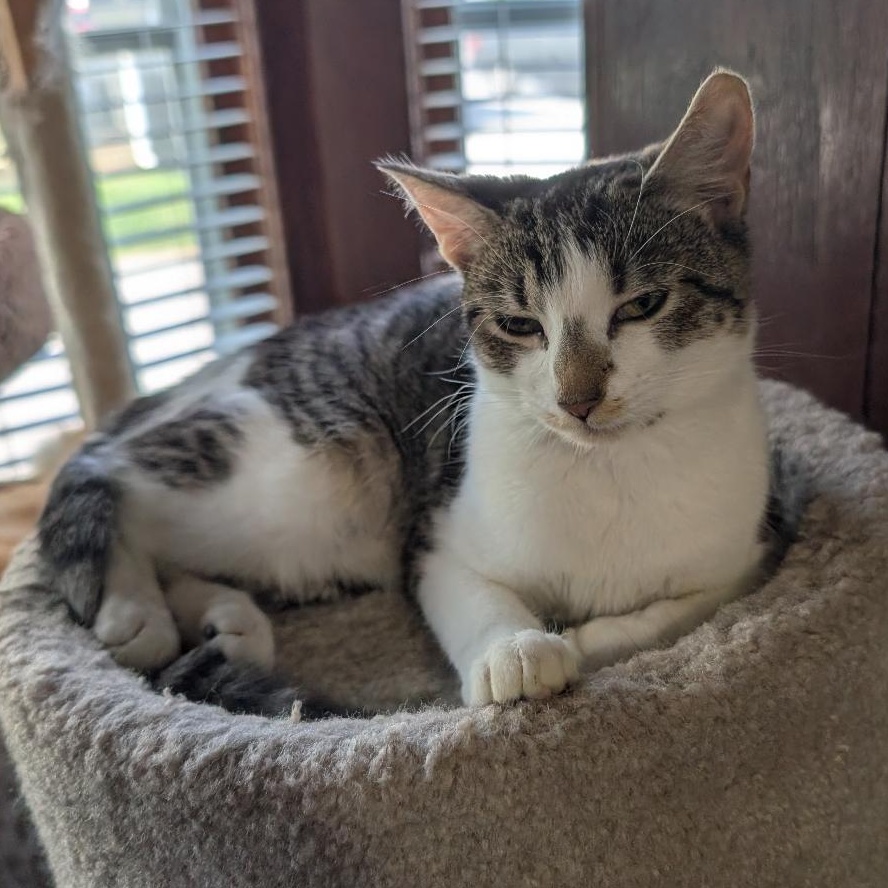 Enlarge Bonnie, a ADOPTABLE Domestic Short Hair in Reisterstown, MD image 6/6