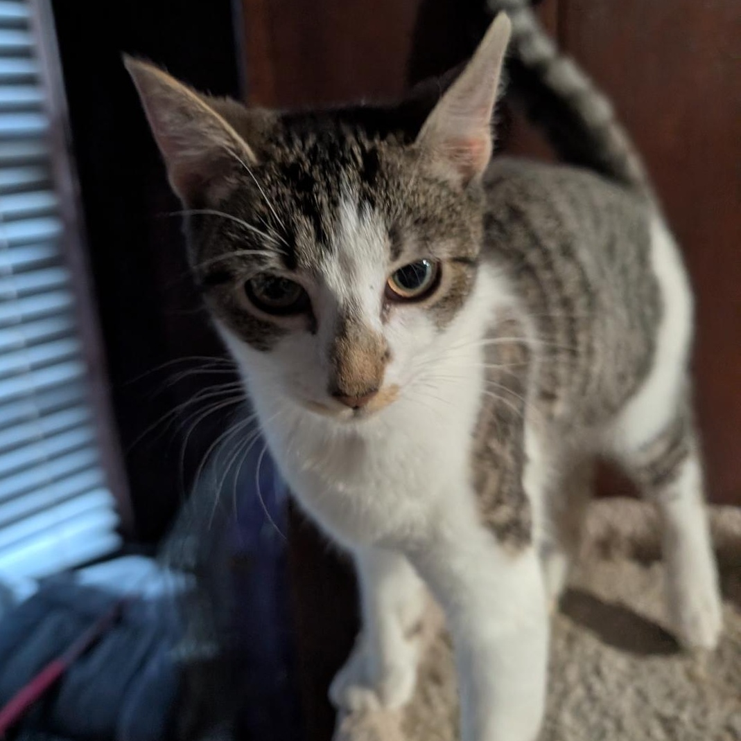 Enlarge Bonnie, a ADOPTABLE Domestic Short Hair in Reisterstown, MD image 5/6