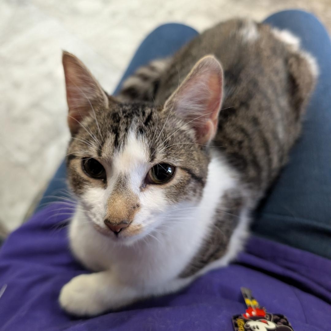 Enlarge Bonnie, a ADOPTABLE Domestic Short Hair in Reisterstown, MD image 1/6