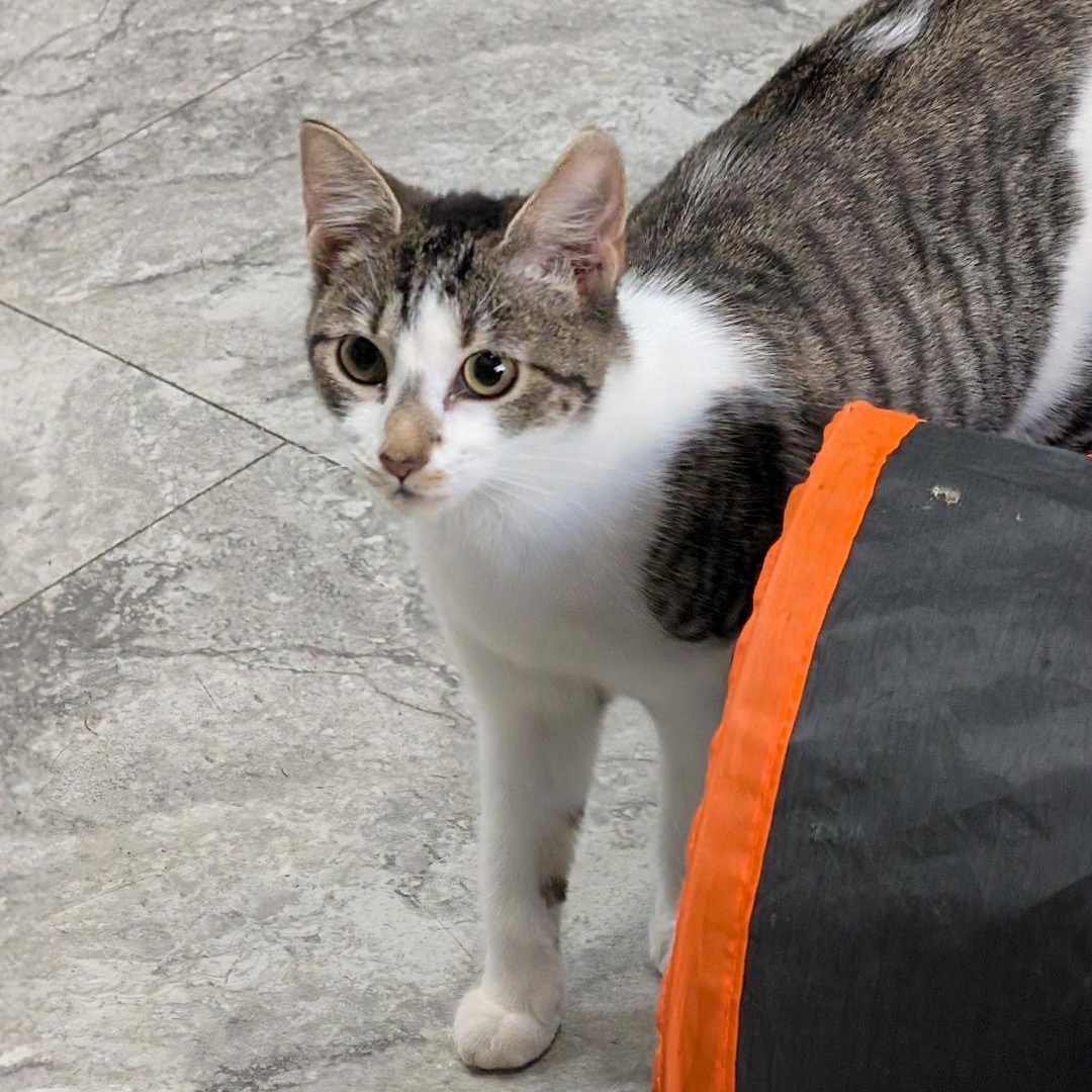 Enlarge Bonnie, a ADOPTABLE Domestic Short Hair in Reisterstown, MD image 4/6