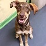 Daisy, Adoptable, Adult Female Doberman Pinscher & Mixed Breed.
