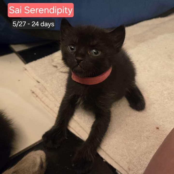 Sai