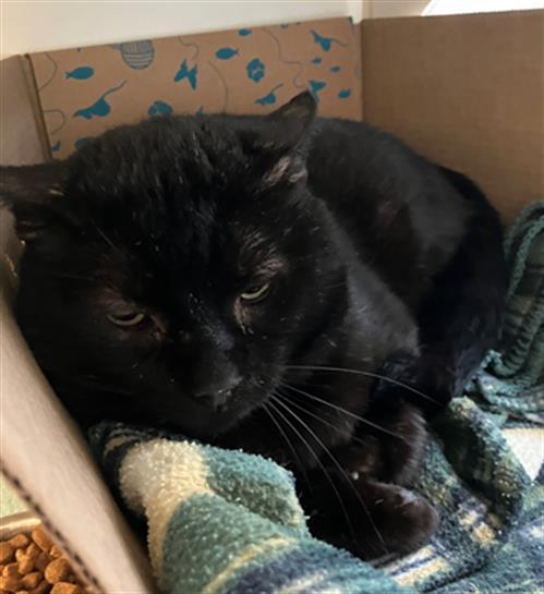 Enlarge NORMAN, a Adoptable Domestic Short Hair in Long Beach, CA image 1/1