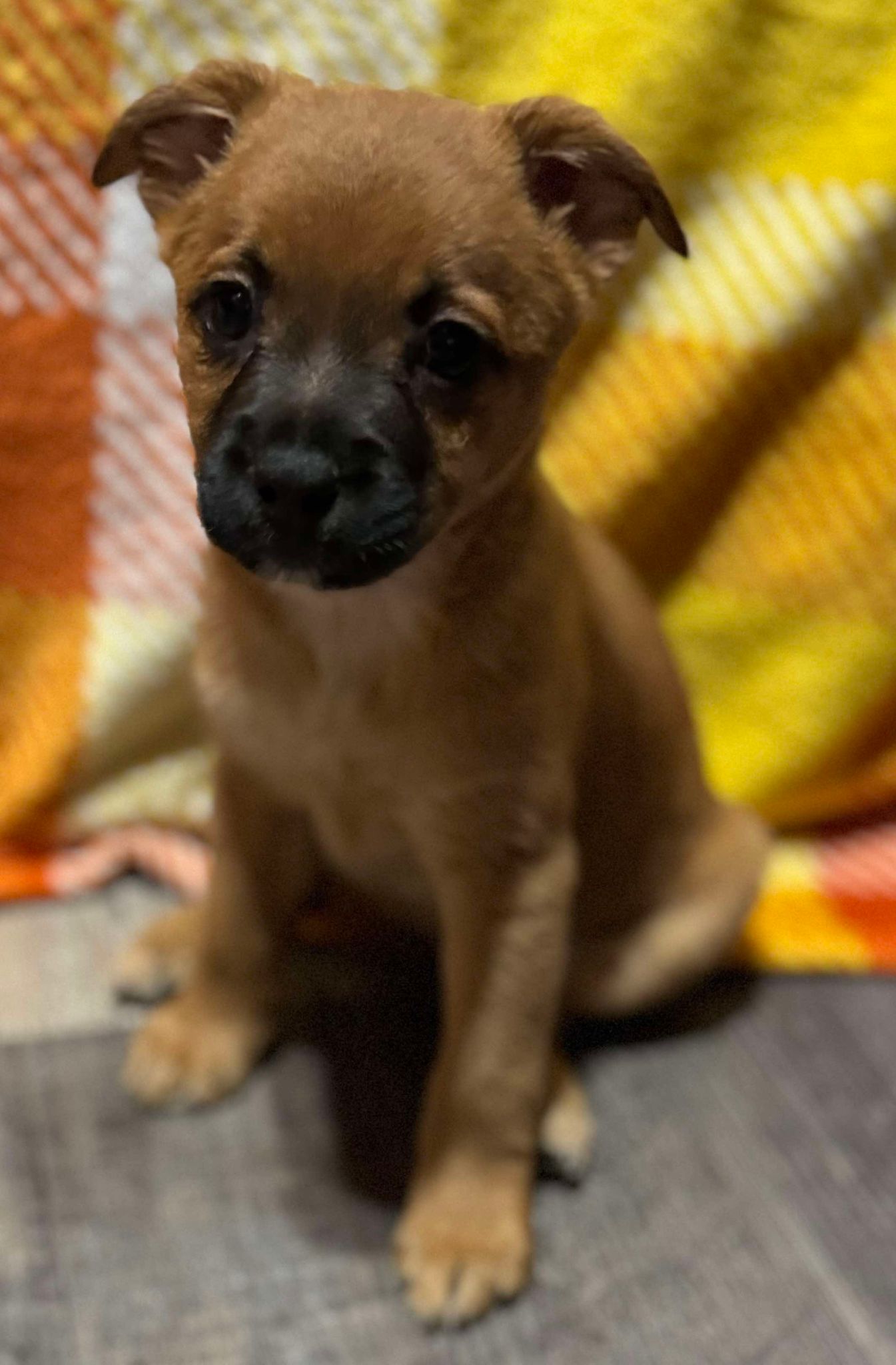 Enlarge Dot, a Adoptable mixed breed in Parsippany, NJ image 3/6