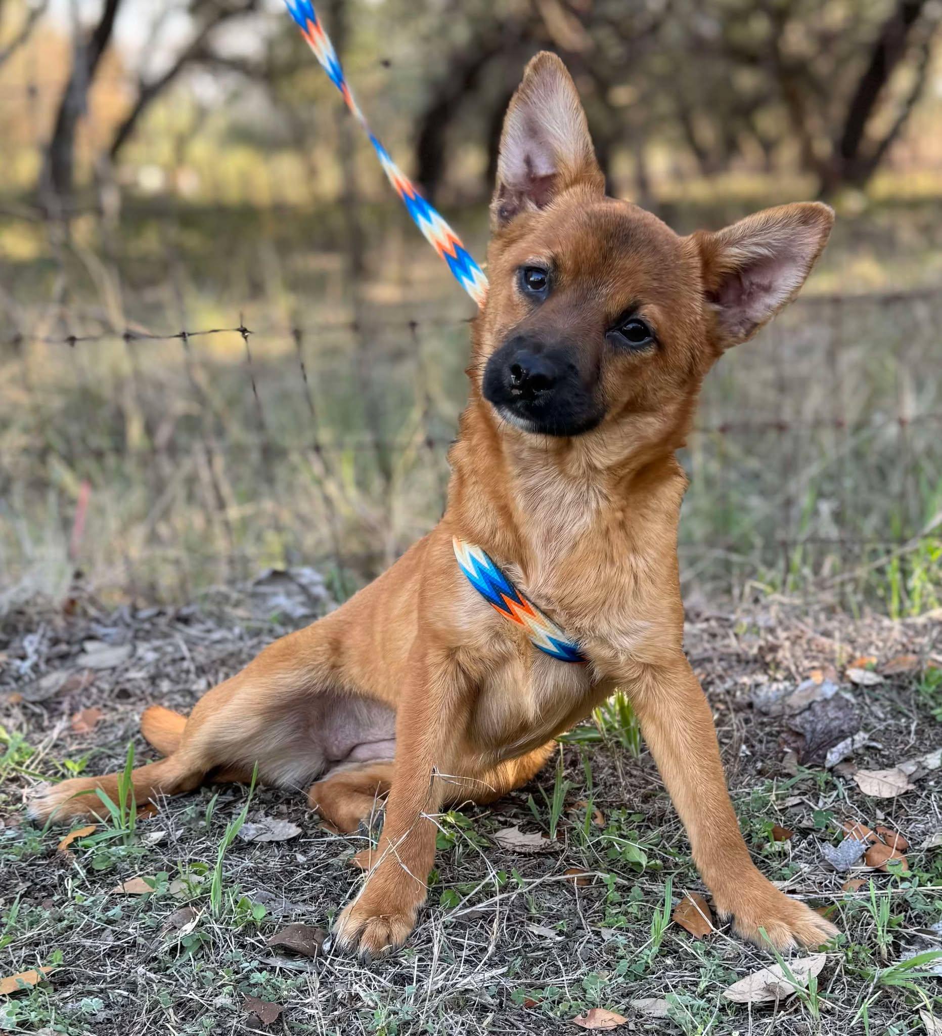 Dot, Adoptable, Puppy Female Australian Cattle Dog / Blue Heeler & Corgi.