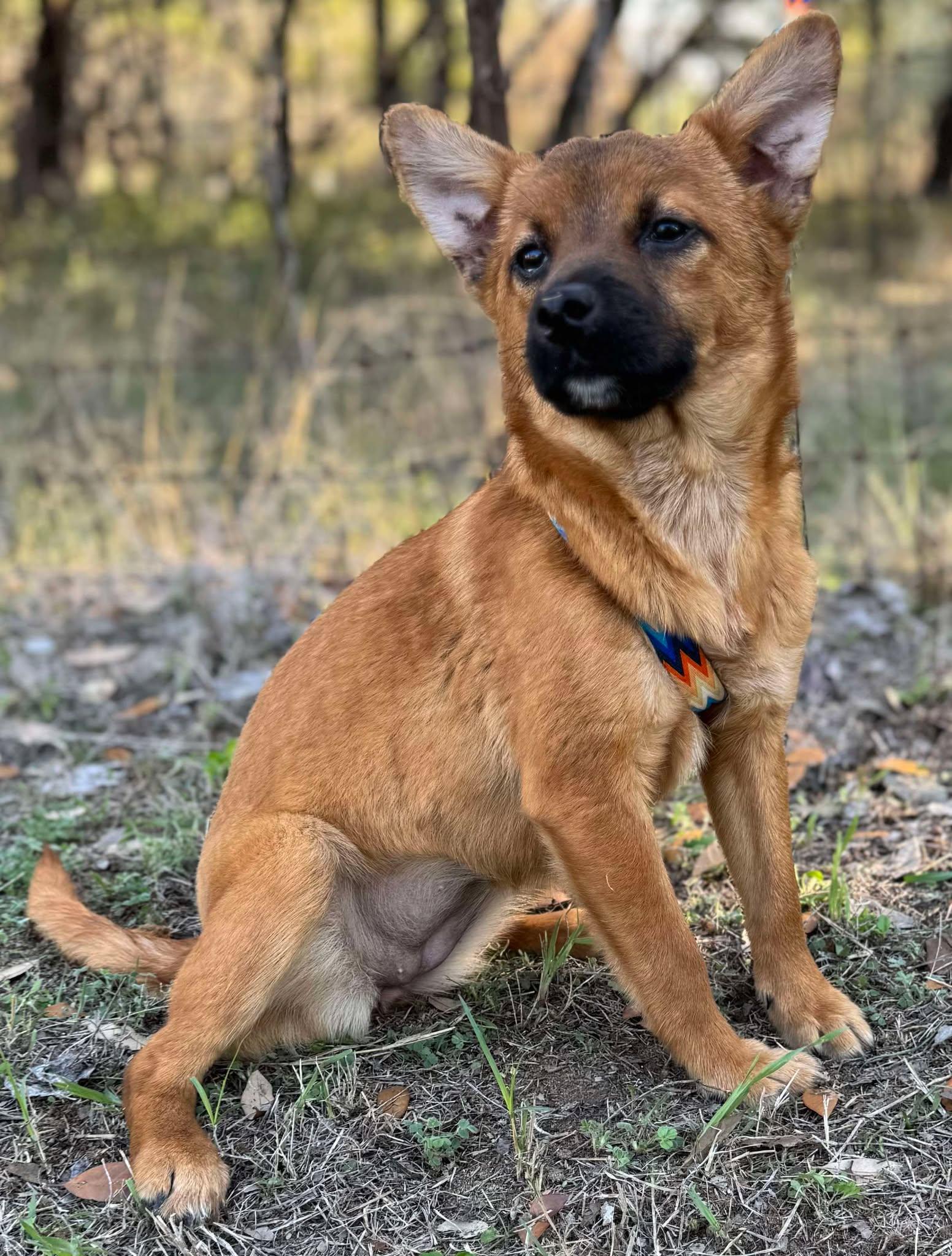Enlarge Dot, a Adoptable mixed breed in Parsippany, NJ image 2/6