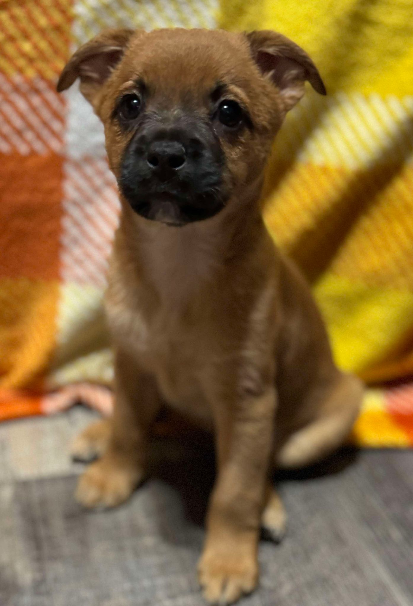 Enlarge Dot, a Adoptable mixed breed in Parsippany, NJ image 4/6