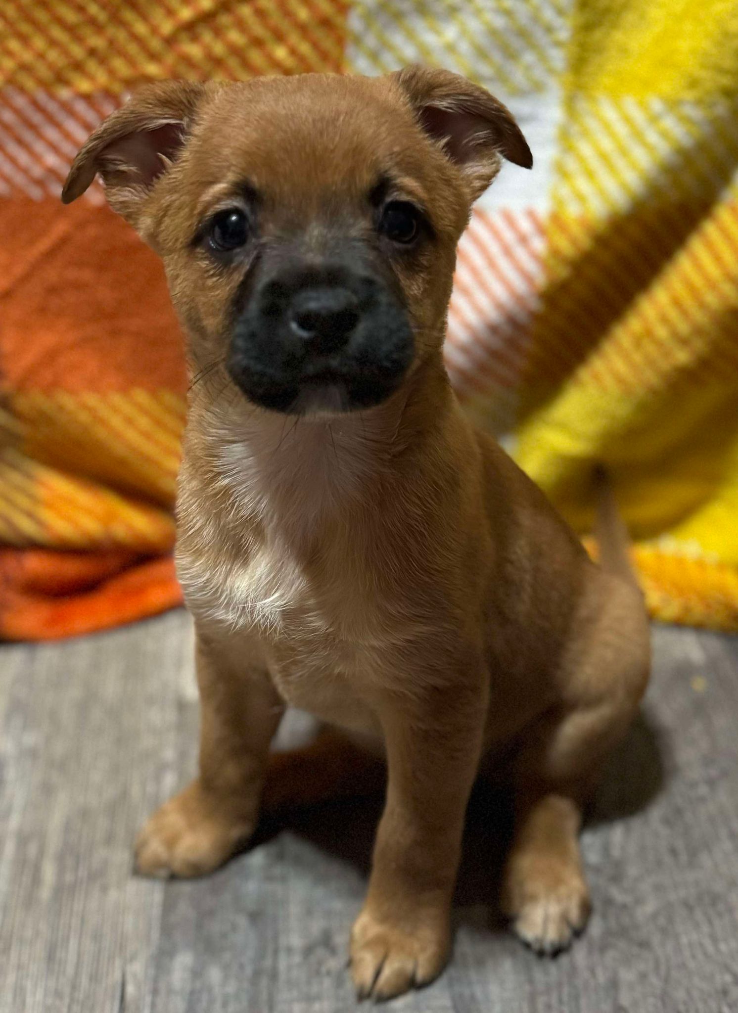 Enlarge Dot, a Adoptable mixed breed in Parsippany, NJ image 5/6