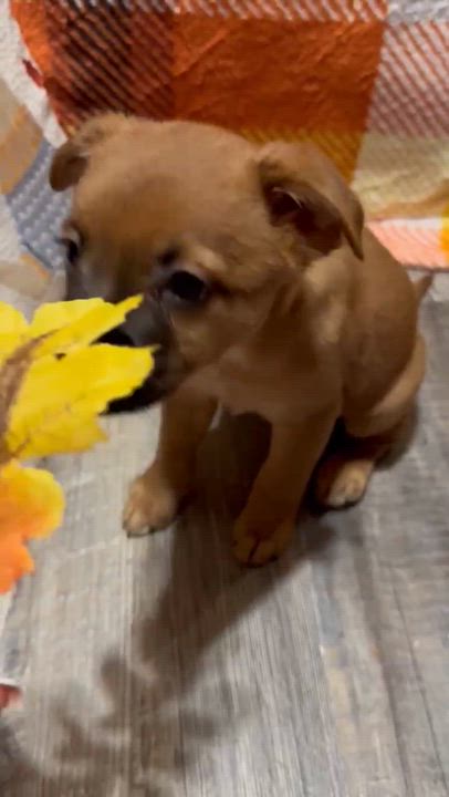 Enlarge Dot, a Adoptable mixed breed in Parsippany, NJ video 6/6