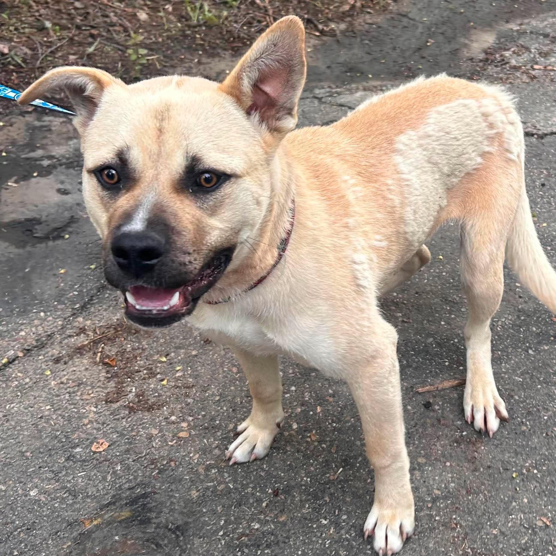 Tahoe, Adoptable, Young Male Akita & American Bulldog.