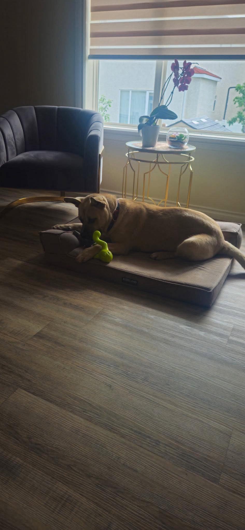 Enlarge Tahoe, a Adoptable mixed breed in Edmonton, AB image 5/5