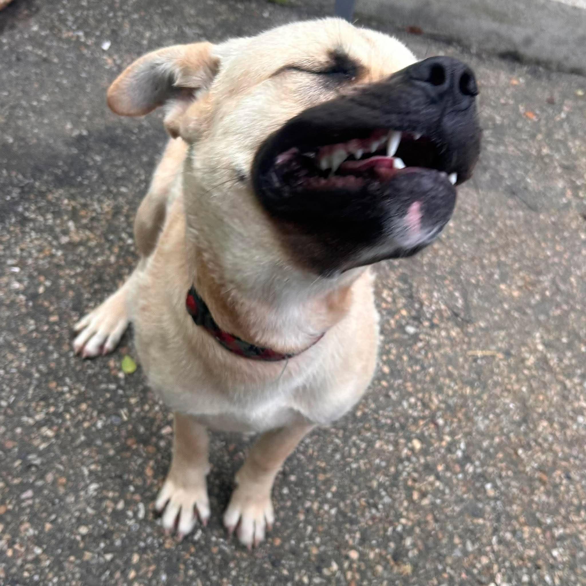Enlarge Tahoe, a Adoptable mixed breed in Edmonton, AB image 3/5