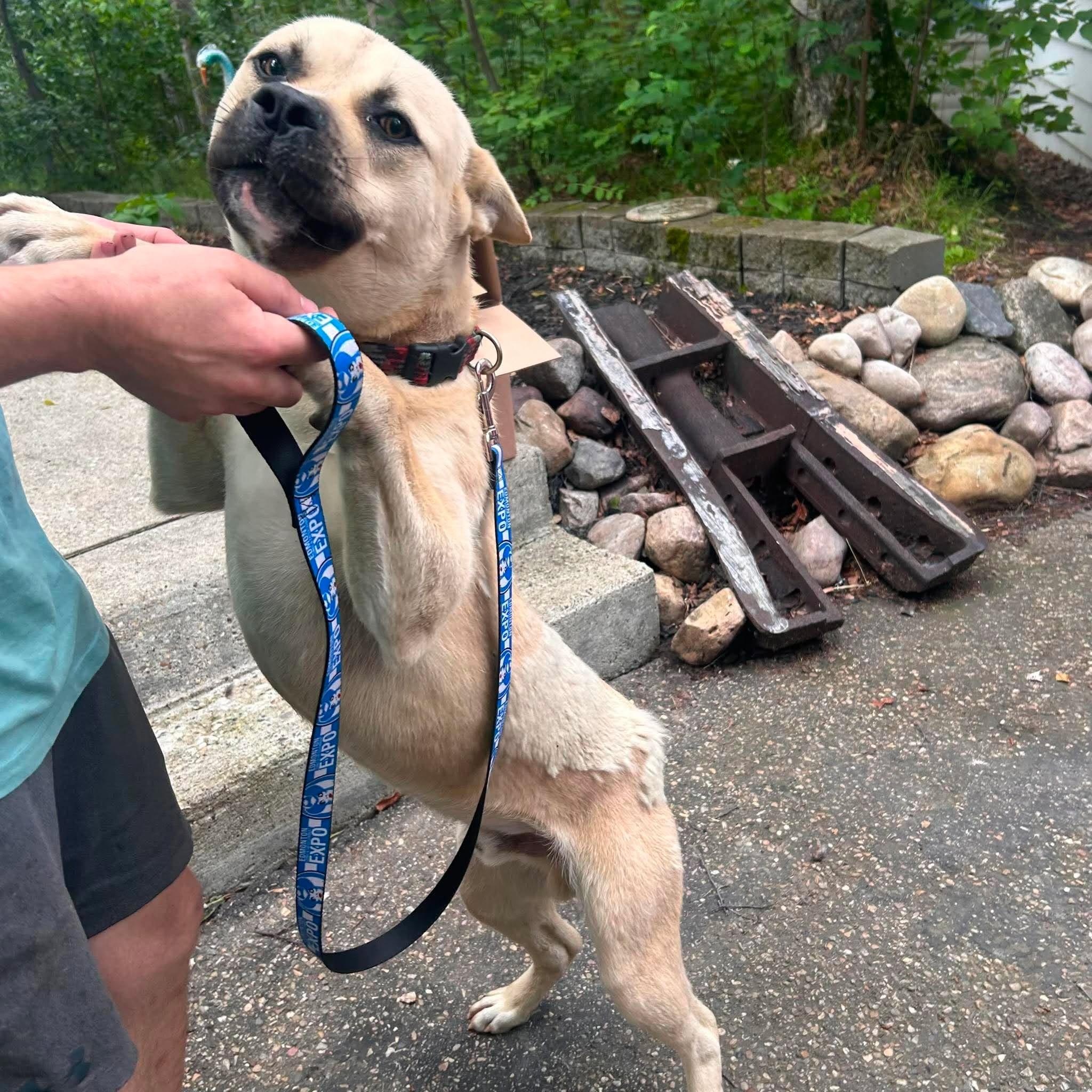 Enlarge Tahoe, a Adoptable mixed breed in Edmonton, AB image 2/5