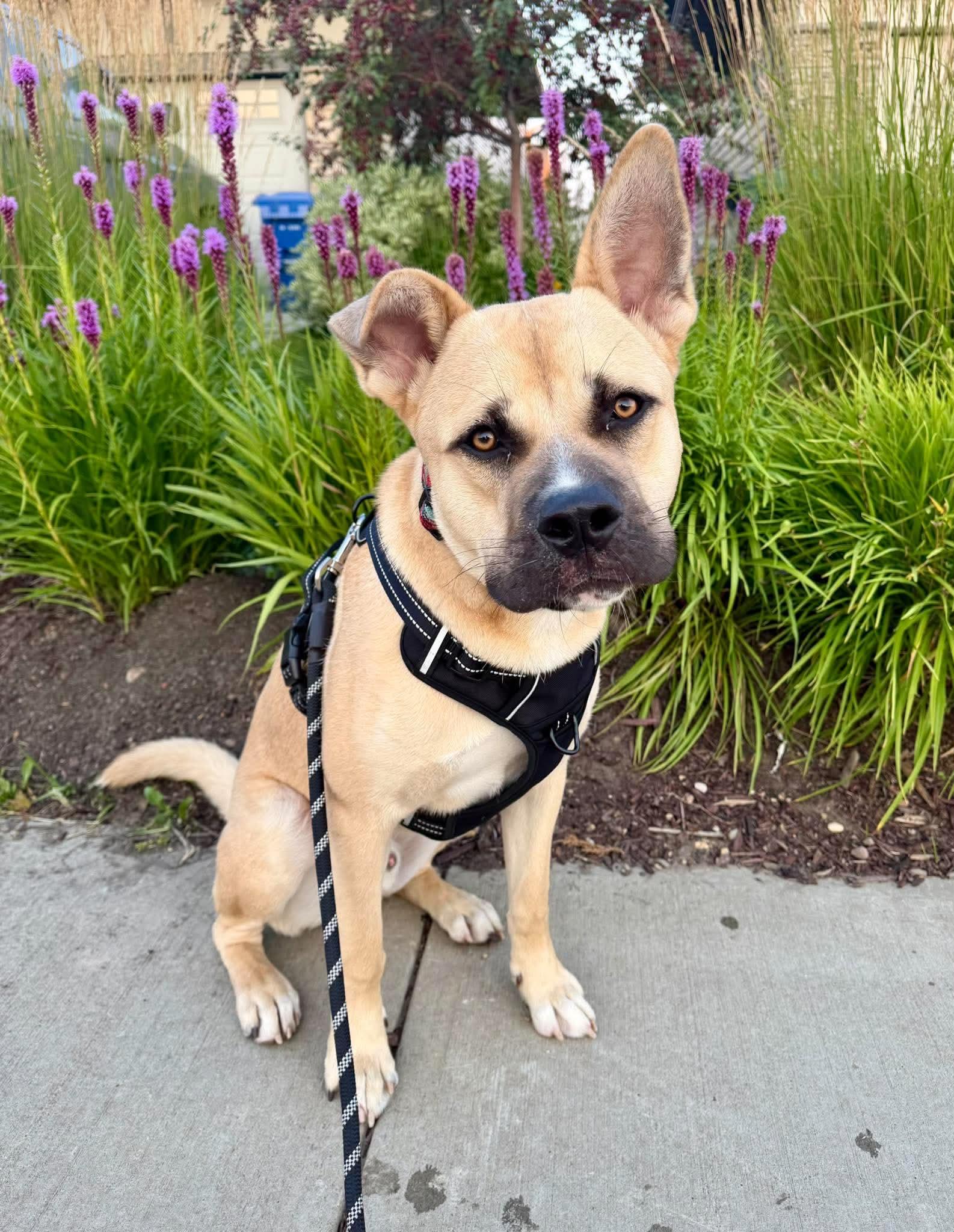 Enlarge Tahoe, a Adopted mixed breed in Edmonton, AB image 4/5