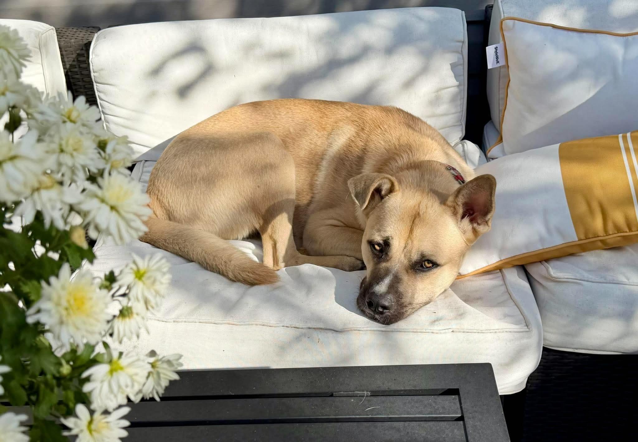Enlarge Tahoe, a Adopted mixed breed in Edmonton, AB image 5/5