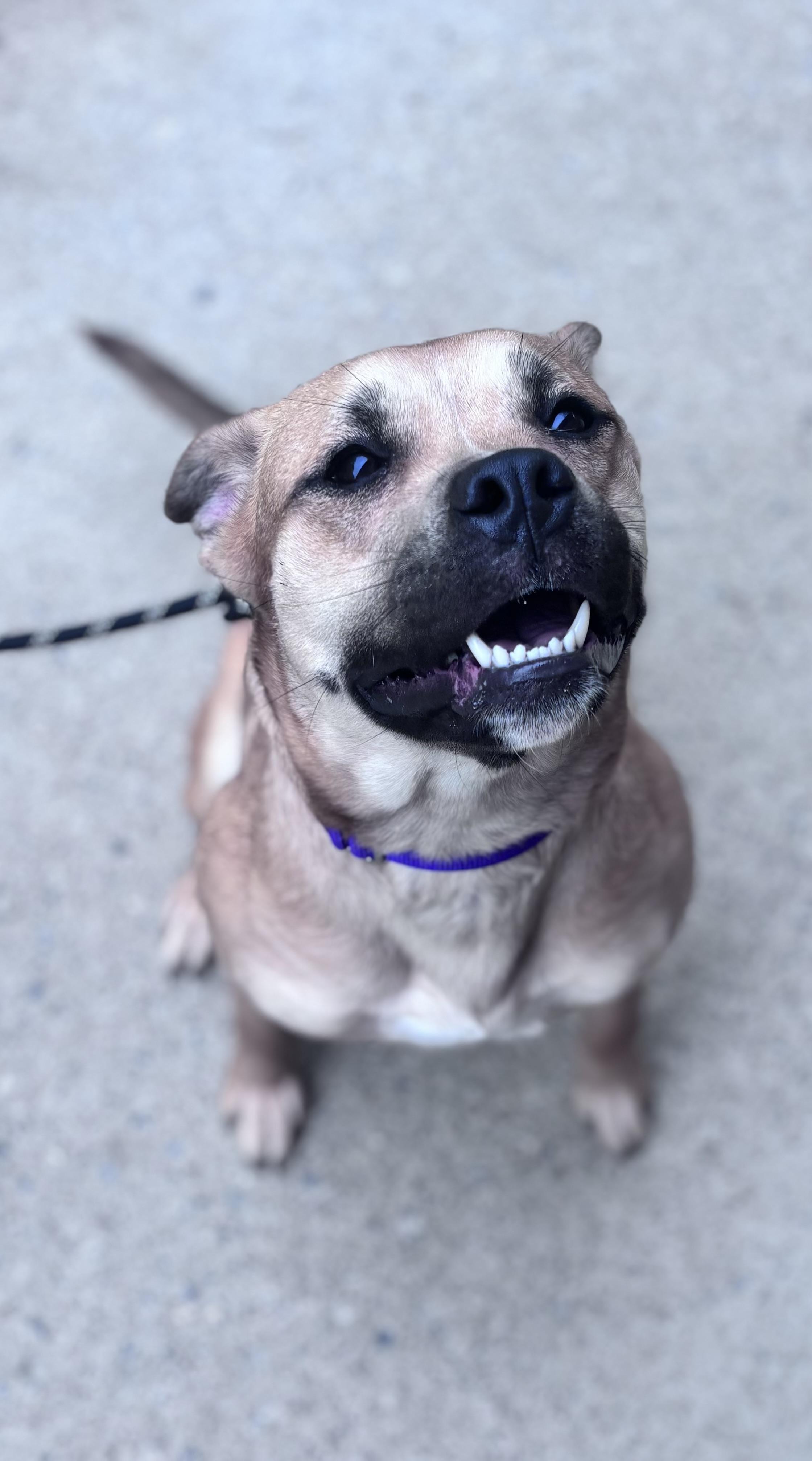 Sahara, ADOPTABLE, Young Female Black Mouth Cur & Pit Bull Terrier.