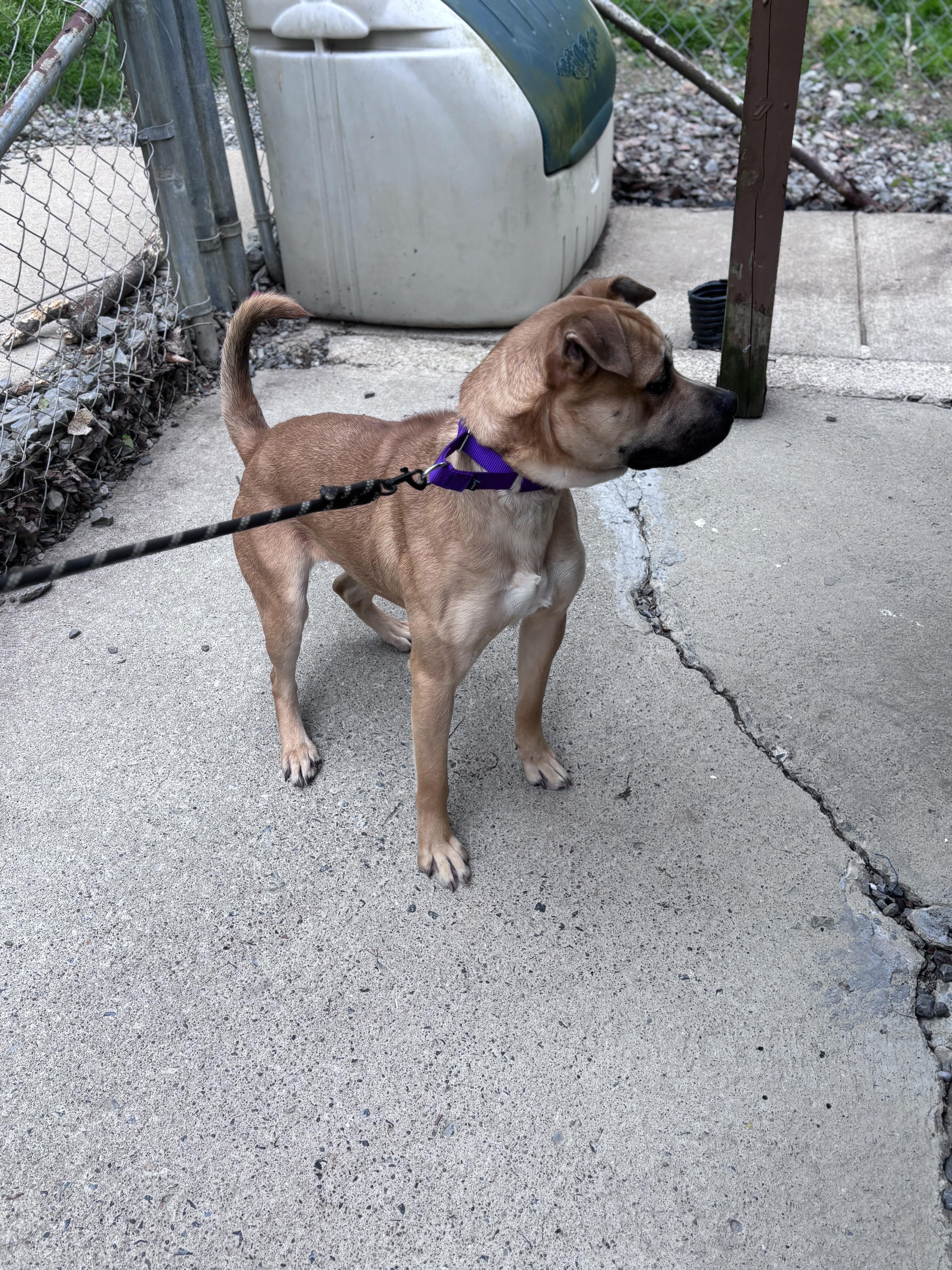 Enlarge Sahara, a ADOPTABLE mixed breed in Grafton, WV image 4/4