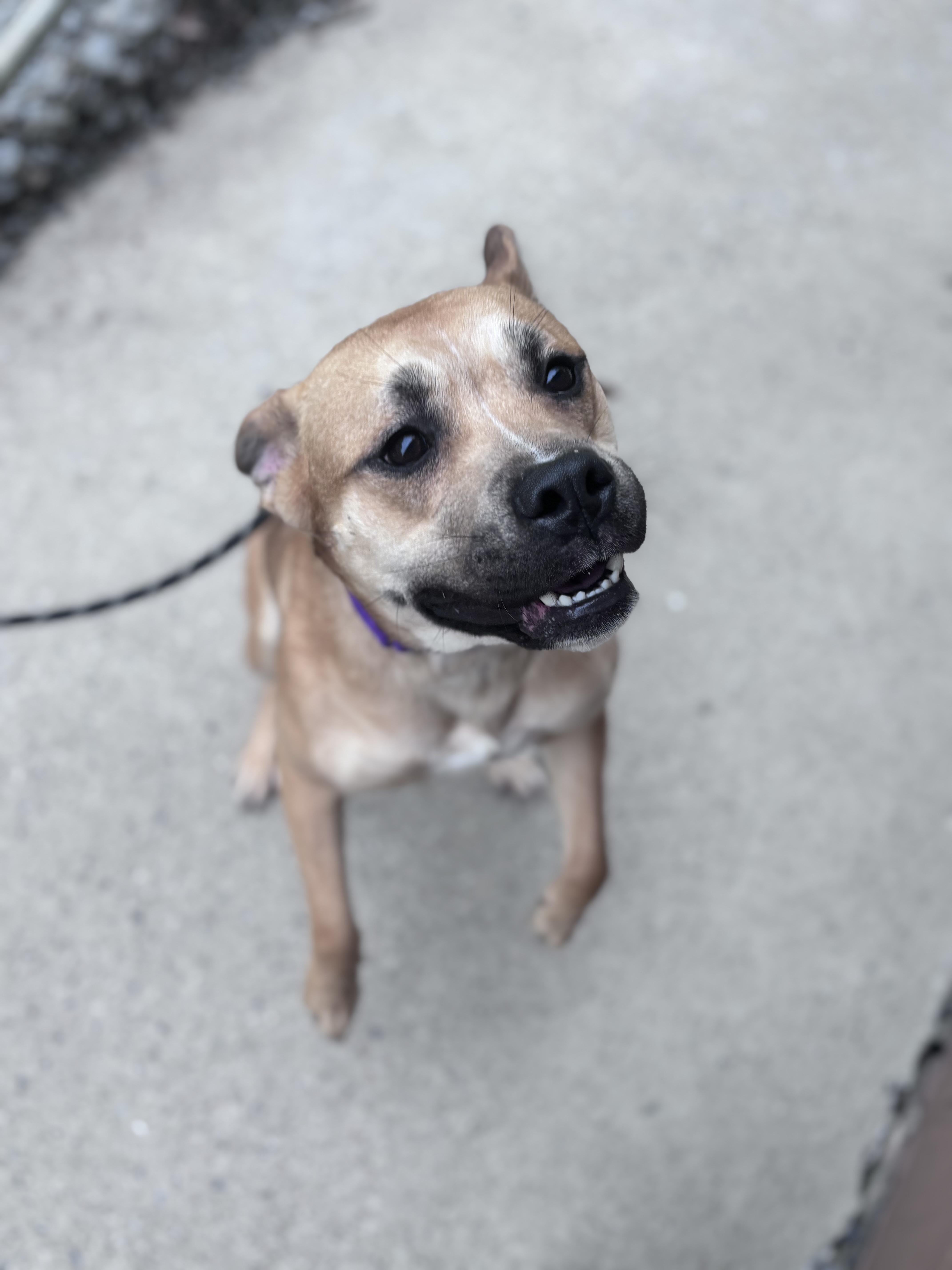 Enlarge Sahara, a ADOPTABLE mixed breed in Grafton, WV image 3/4