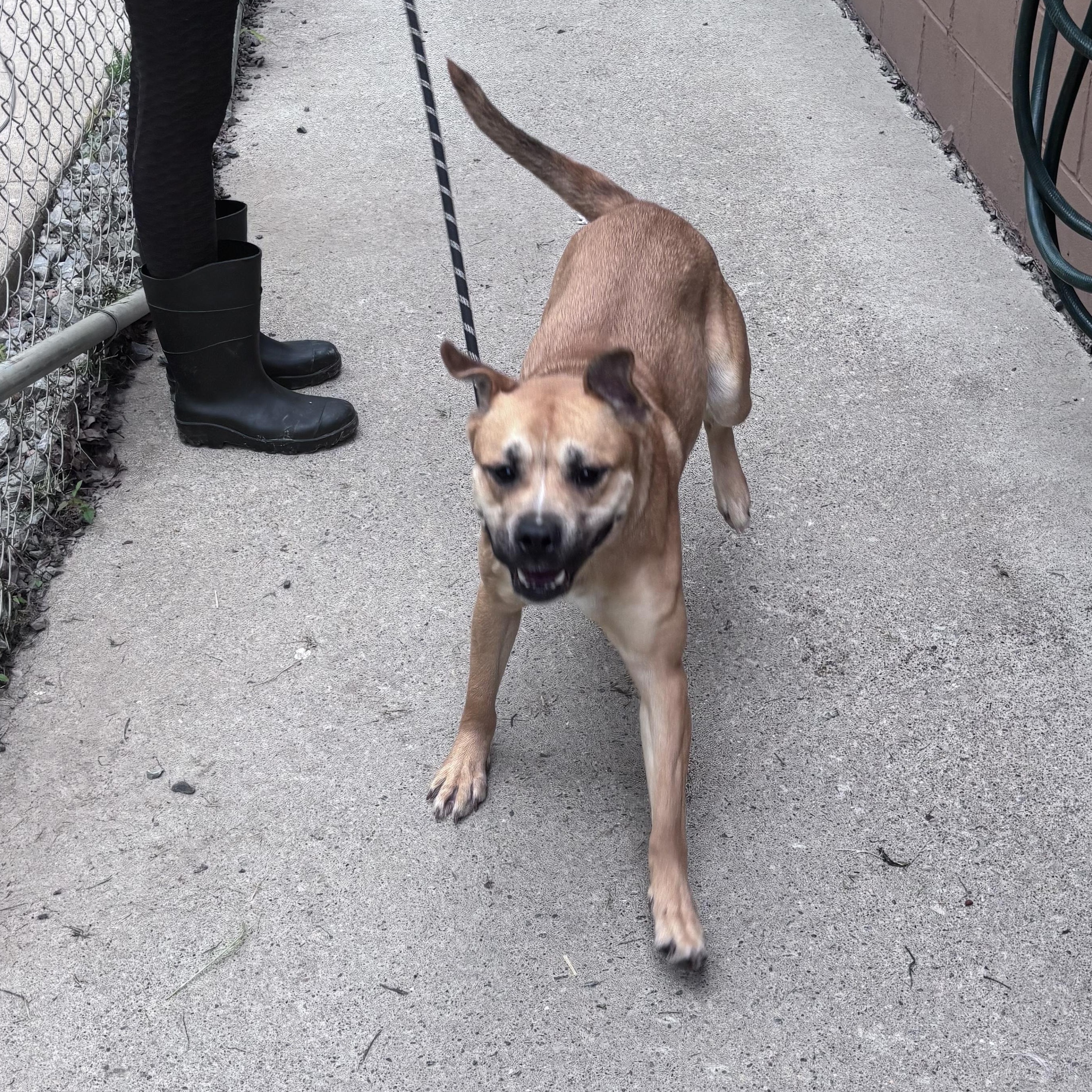 Enlarge Sahara, a ADOPTABLE mixed breed in Grafton, WV image 2/4
