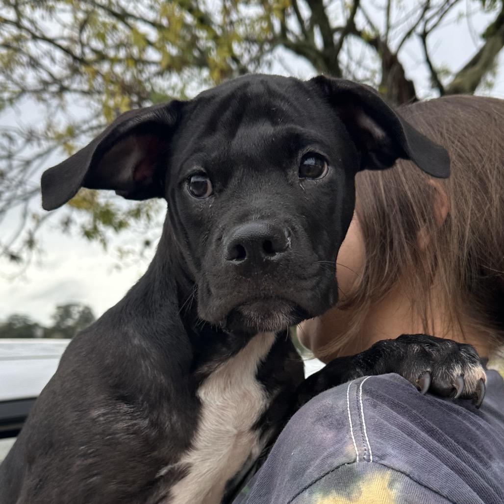 Mojo, Adoptable, Young Male Mixed Breed.