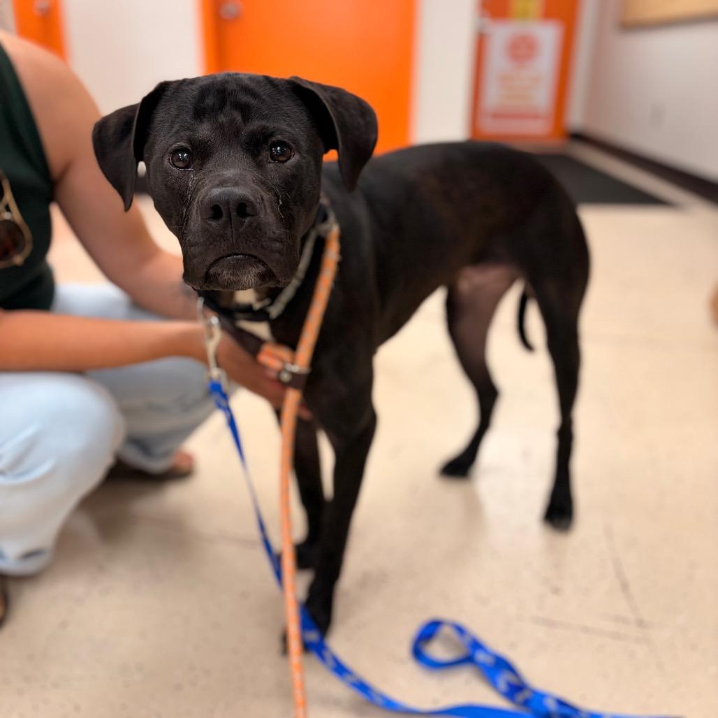 Mojo, a Adoptable Mixed Breed in Spokane, WA image 3/6