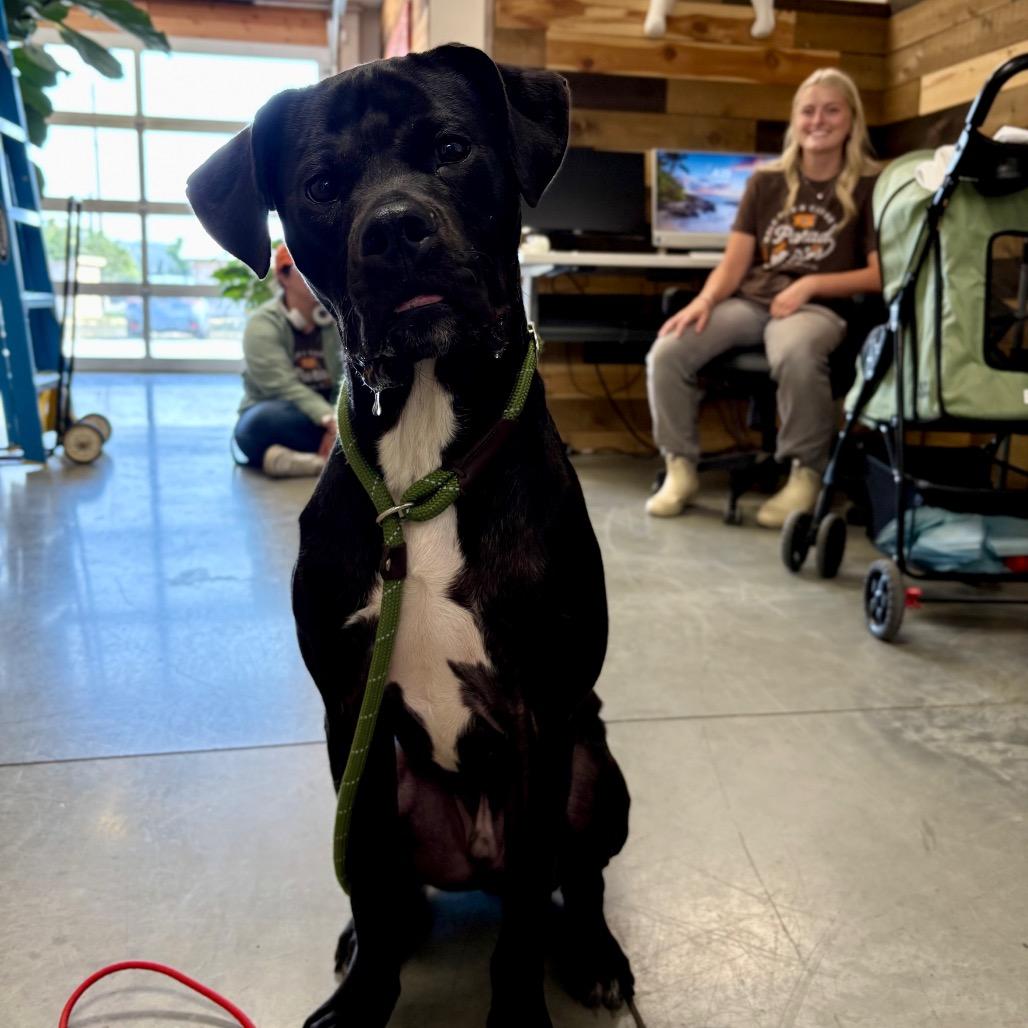 Mojo, a Adoptable Mixed Breed in Spokane, WA image 5/6