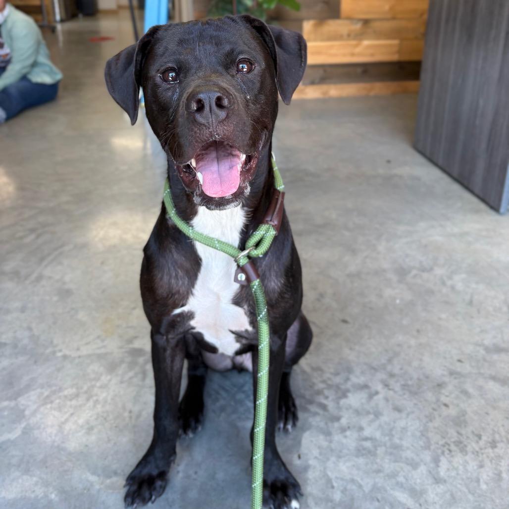 Mojo, a Adoptable Mixed Breed in Spokane, WA image 6/6