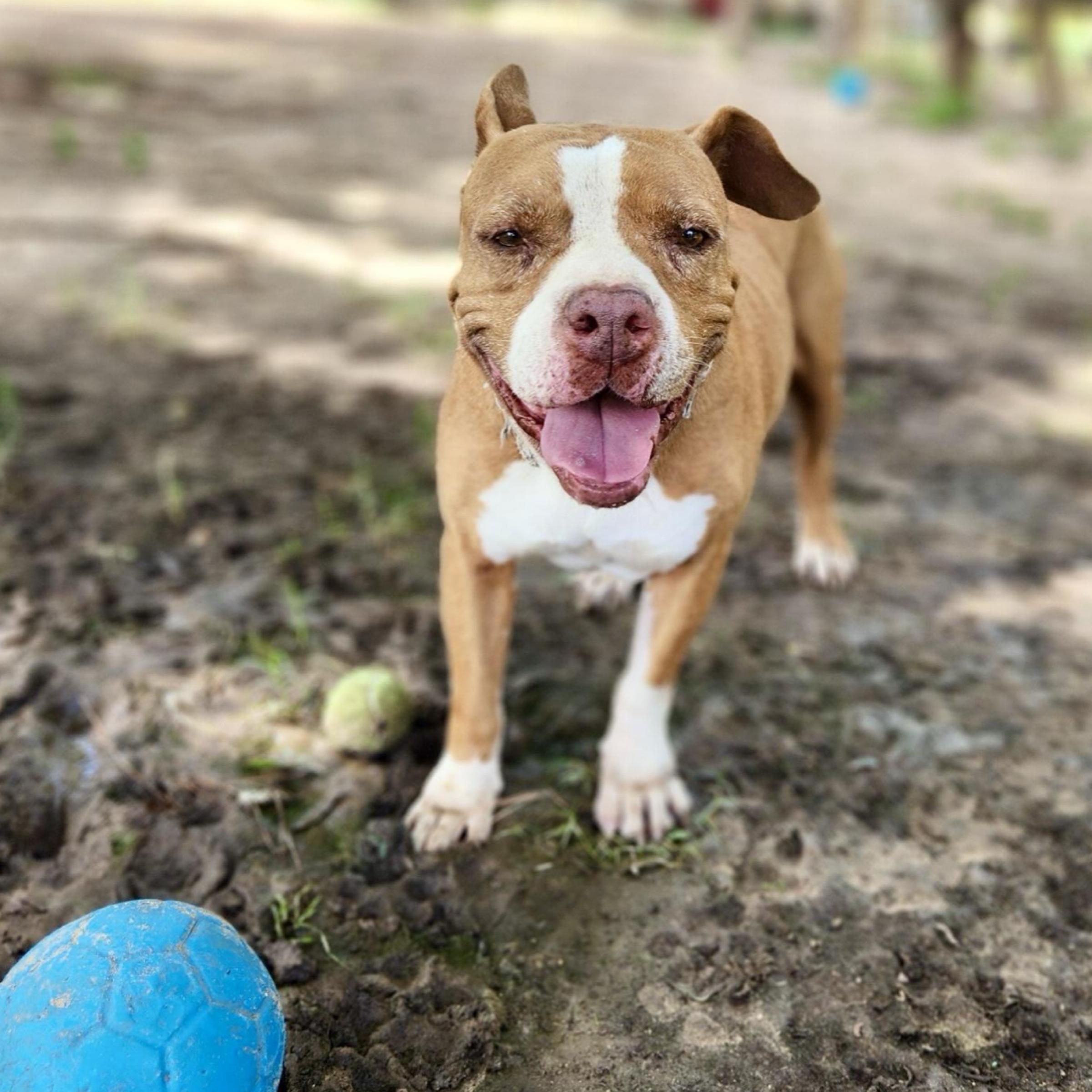 Tyson — thumbnail 5