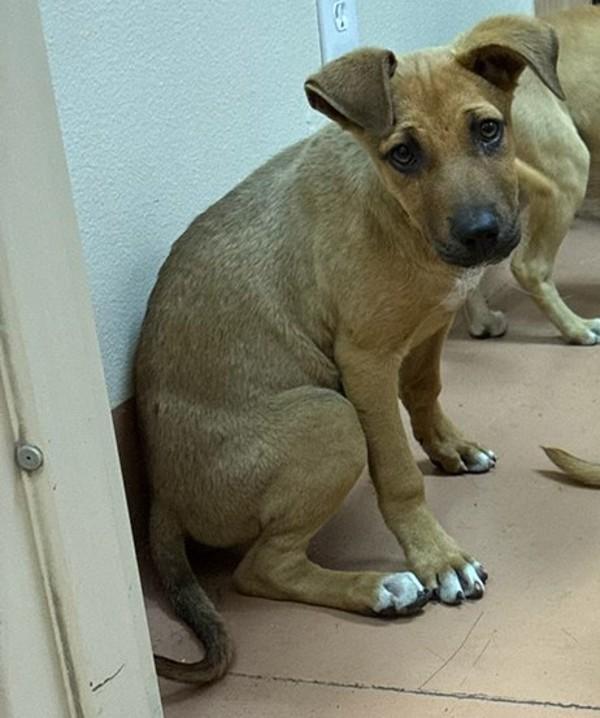 Liberty, Adoptable, Puppy Female Shepherd.