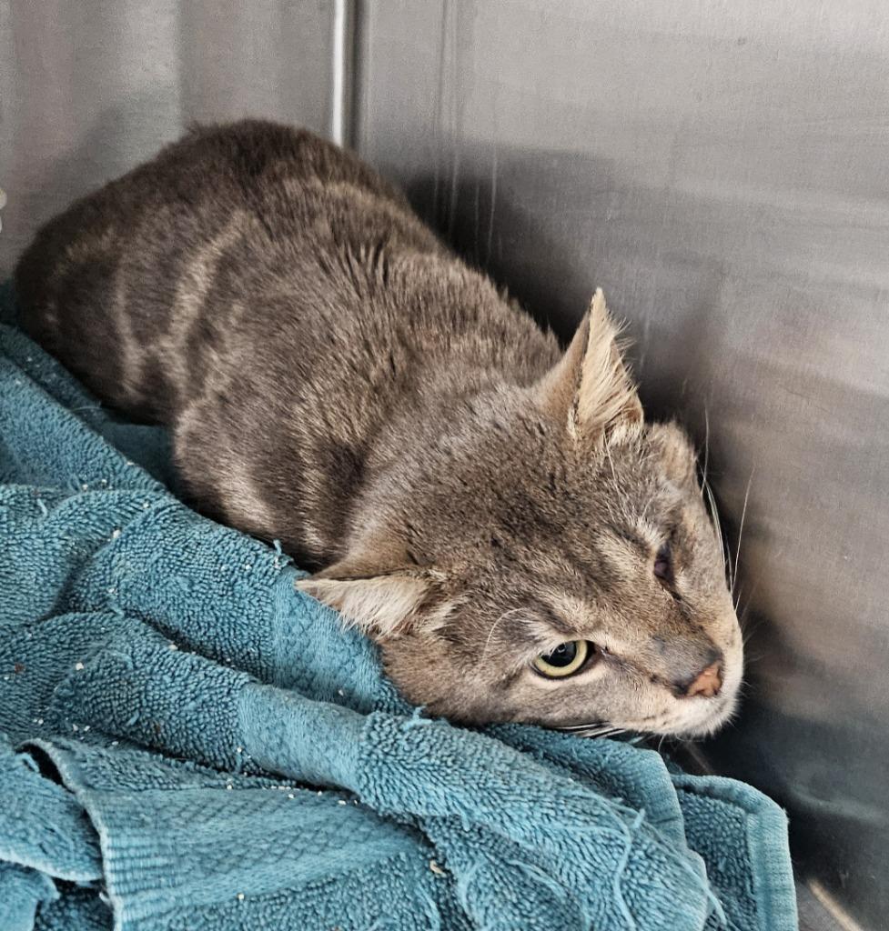 Enlarge Gio, a Adopted American Shorthair in Portland, IN image 1/3