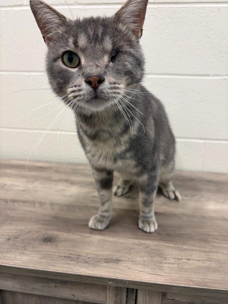 Enlarge Gio, a Adopted American Shorthair in Portland, IN image 2/3