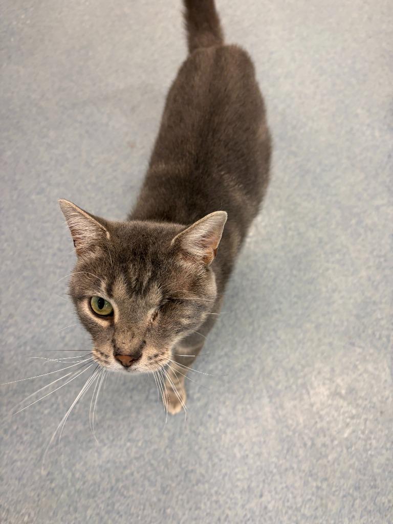 Enlarge Gio, a Adopted American Shorthair in Portland, IN image 3/3