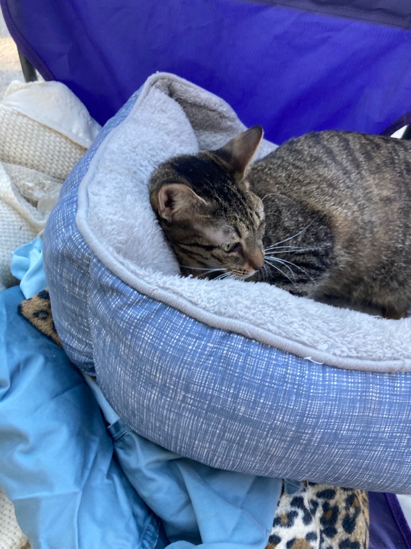 Sweet girl, Adoptable, Adult Female American Shorthair.