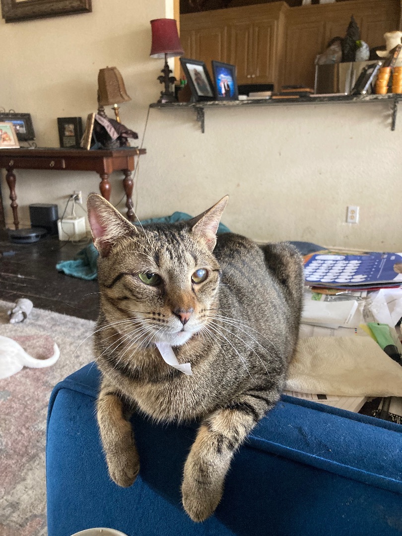 Sweet girl, a Adoptable mixed breed in Plano, TX image 2/6