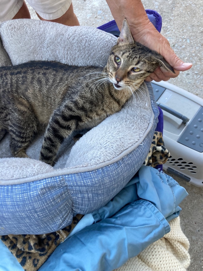 Sweet girl, a Adoptable mixed breed in Plano, TX image 3/6