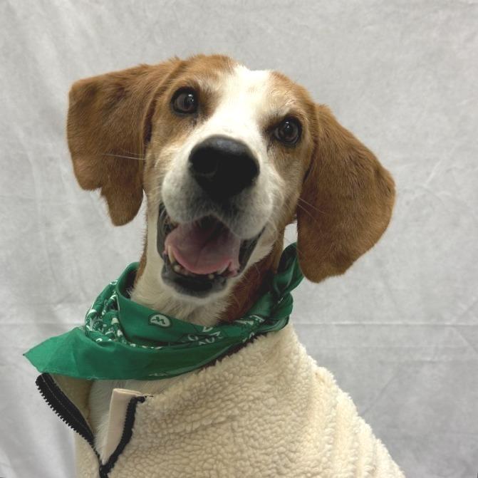 Rufus, Adoptable, Adult Male Hound.