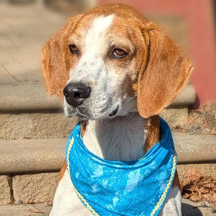 Enlarge Rufus, a Adoptable Hound in Charlottesville, VA image 3/6