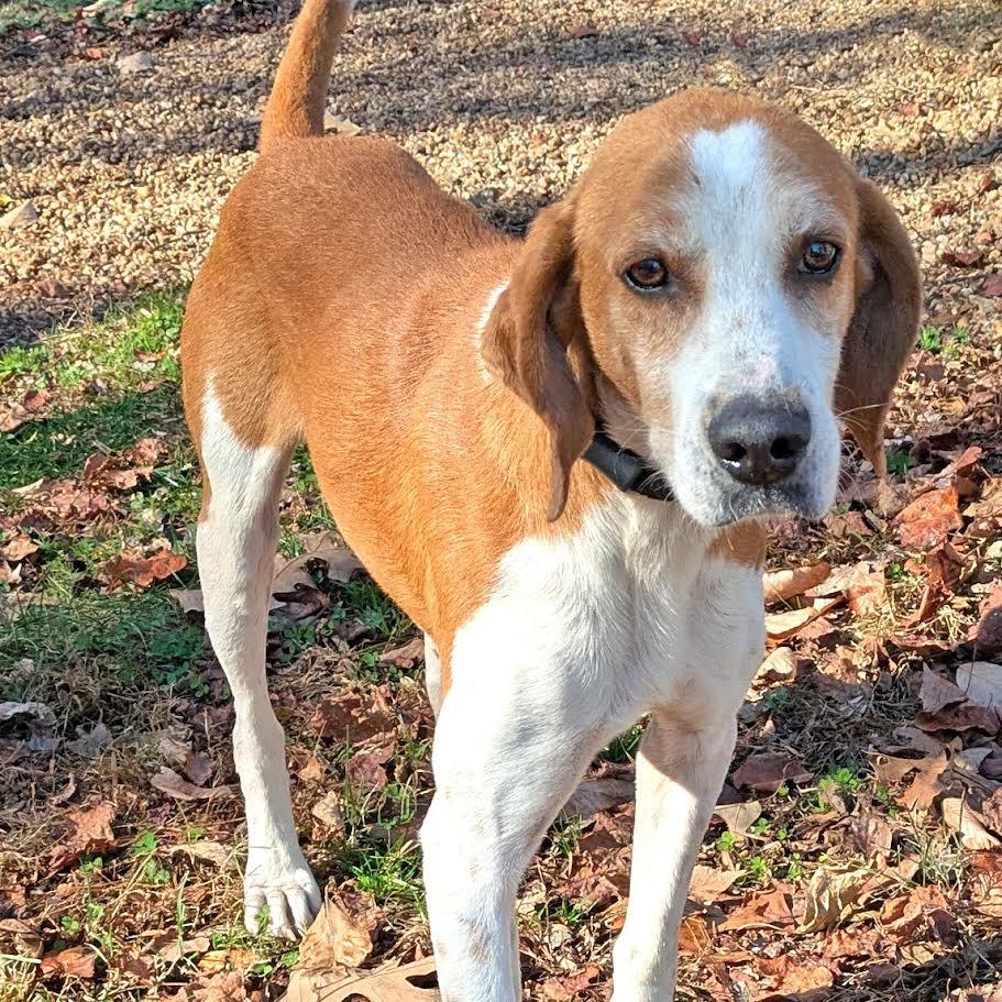 Enlarge Rufus, a Adoptable Hound in Charlottesville, VA image 4/6