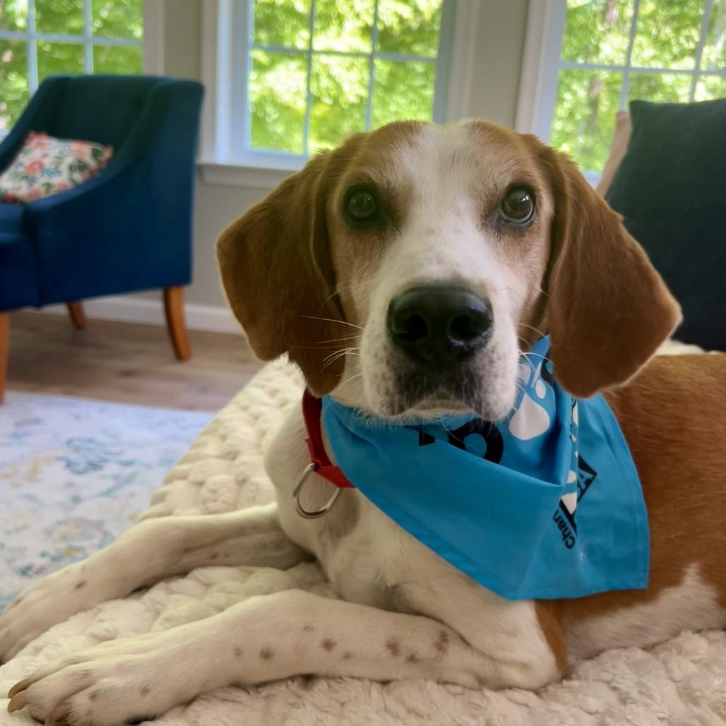 Enlarge Rufus, a Adoptable Hound in Charlottesville, VA image 4/6