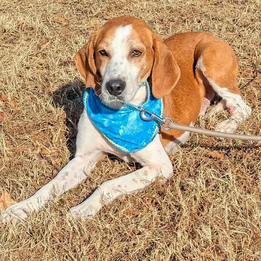 Enlarge Rufus, a Adoptable Hound in Charlottesville, VA image 5/6