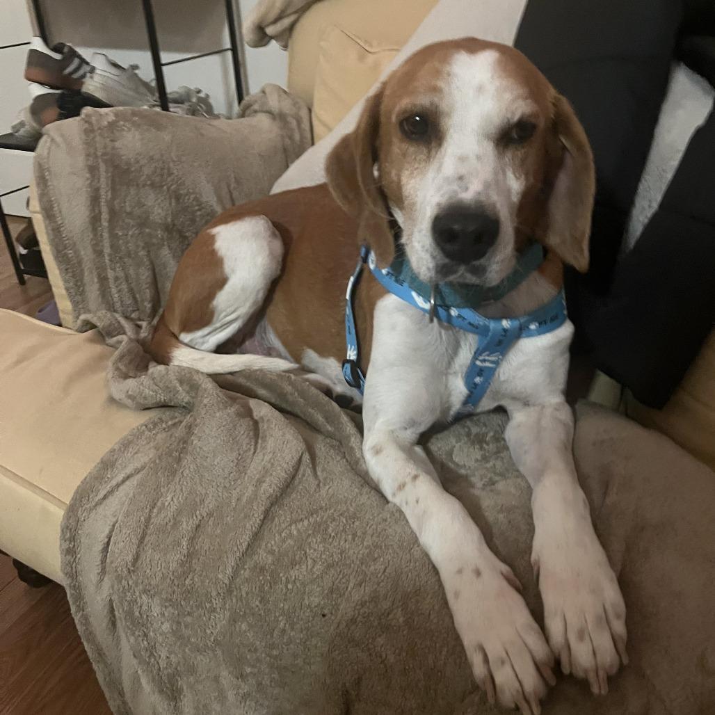 Enlarge Rufus, a Adoptable Hound in Charlottesville, VA image 6/6