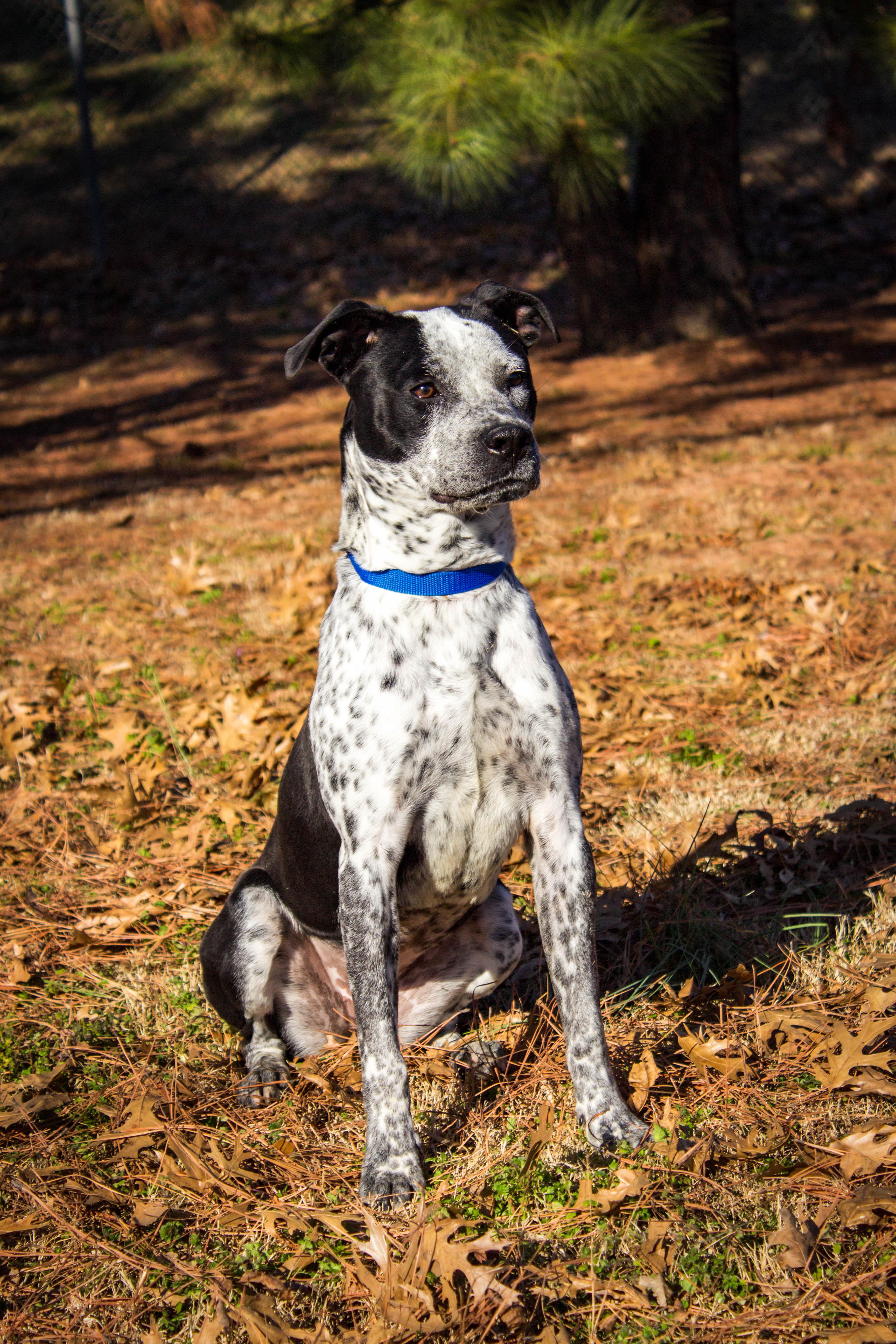 Enlarge Ryderr, an adopted mixed breed in Jenks, OK image 1/1