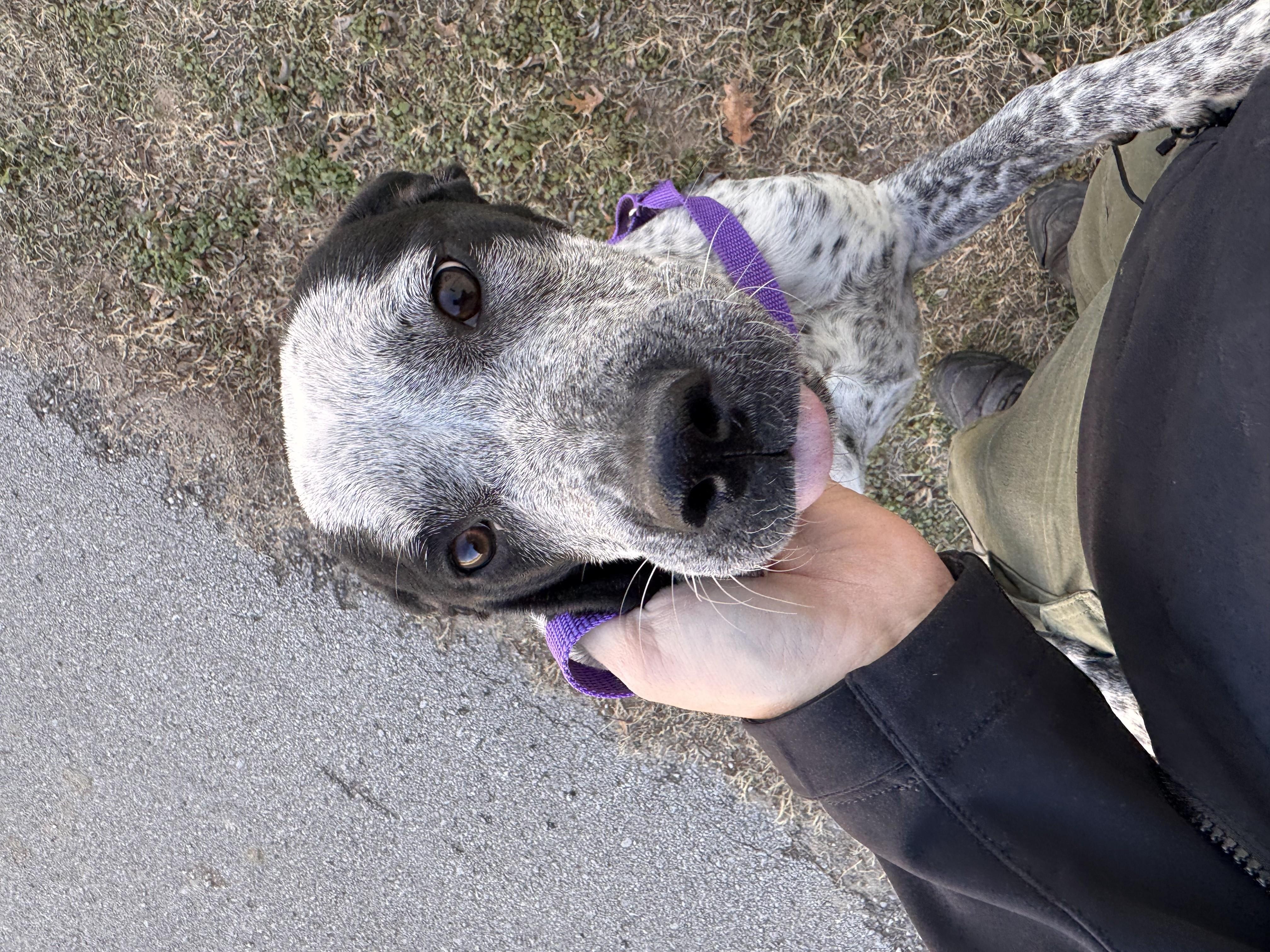 Enlarge Ryderr, a ADOPTABLE mixed breed in Jenks, OK image 1/1