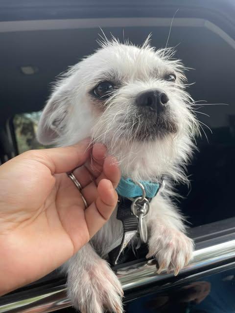 Falkor
