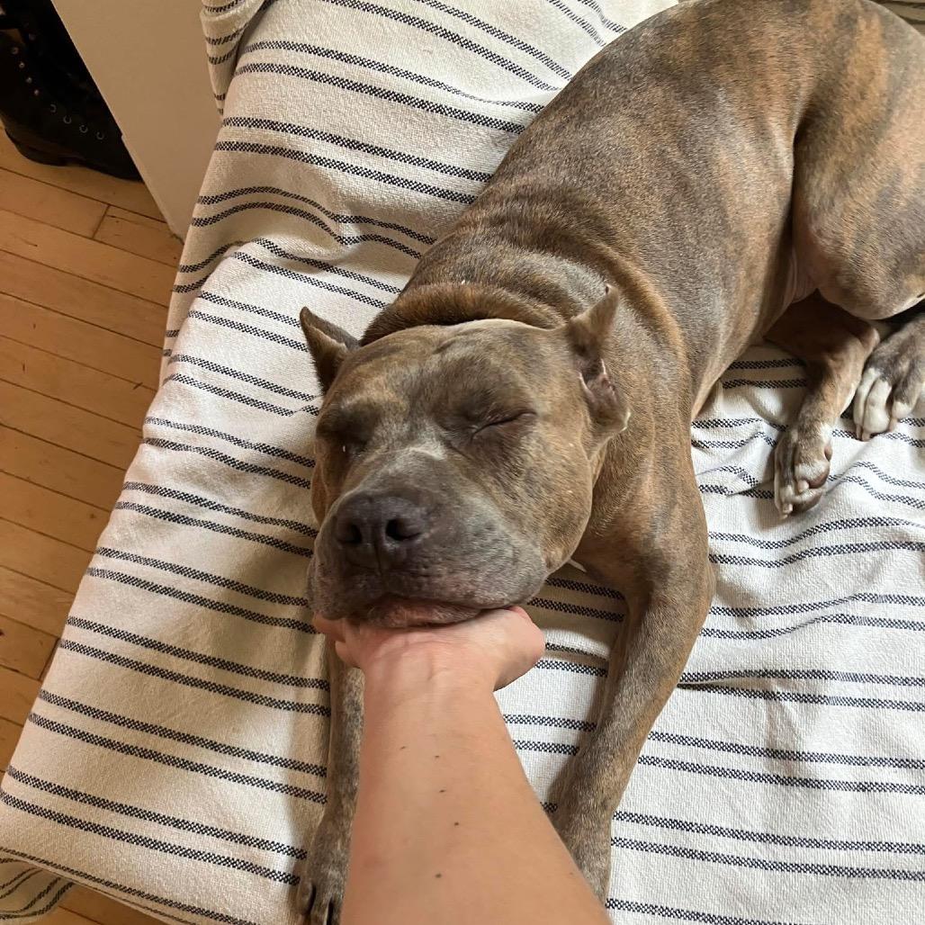 Enlarge Gia, a Adoptable Pit Bull Terrier in Chicago, IL image 1/6