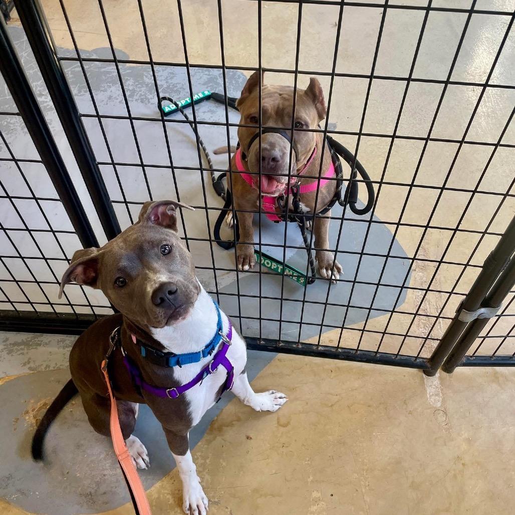 Enlarge Gia, a Adoptable Pit Bull Terrier in Chicago, IL image 5/6